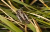 Italohippus monticola: Female (Italy, Campocatino north of Frosinone, late September 2023) [N]