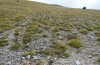 Italohippus monticola: Habitat (Italy, Gran Sasso, 1600m, late September 2016) [N]