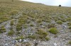 Italohippus monticola: Habitat (Italy, Gran Sasso, 1600m, late September 2016) [N]