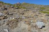 Chorthippus nevadensis: Habitat (Spanien, Sierra Nevada, 2600m, Ende September 2017) [N]