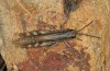 Chorthippus nevadensis: Male (Spain, Andalusia, Granada, Sierra Nevada, Ruta di Veleta, 2600m, late September 2017) [N]