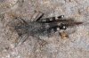 Scintharista notabilis: Imago (La Gomera, Dezember 2011) [N]