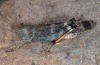 Scintharista notabilis: Imago (La Gomera, Dezember 2011) [N]