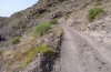 Scintharista notabilis: Habitat near La Dama (La Gomera, February 2013) [N]