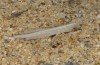 Ochrilidia nuragica: Larva (SW-Sardinia, Piscinas, late September 2018) [N]