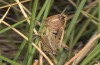 Omocestus panteli: Female (Spain, Teruel, Sierra de Albarracin, late July 2017) [N]
