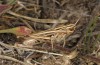 Omocestus panteli: Weibchen (Spanien, Teruel, Sierra de Albarracin, Ende Juli 2017) [N]