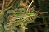 Omocestus panteli: Weibchen (Andalusien, Sierra Nevada, oberhalb Capileira, 1700m, Ende September 2017) [N]