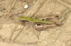 Omocestus panteli: Weibchen (Spanien, Sierra de Albarracin, Ende Juli 2017) [N]