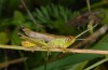 Chorthippus parallelus: Männchen (Ostalb, Söhnstetten, August 2013) [N]