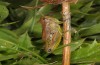 Chorthippus parallelus: Female (Austria, East Tyrol, Seespitzhütte, 2000m, late August 2018) [N]