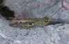 Omocestus petraeus: Male (Croatia, Biokovo National Park, 1200m asl, mid-October 2015) [N]