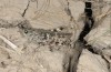 Platypygius platypygius: Weibchen (Sardinien, Giara di Gesturi, Ende September 2018) [N]