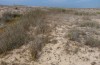 Aiolopus puissanti: Habitat (Spanien, Cadiz, Cabo de Trafalgar, Ende September 2017) [N]