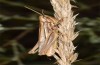 Euchorthippus pulvinatus: Female (Hungary, rkeny, August 2019) [N]