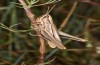 Euchorthippus pulvinatus: Female (Hungary, rkeny, August 2019) [N]
