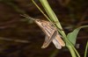 Euchorthippus pulvinatus: Female (Hungary, Örkeny, August 2019) [N]