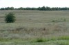 Euchorthippus pulvinatus: Habitat (Hungary, rkeny, August 2019) [N]