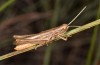 Euchorthippus pulvinatus: Male (Hungary, rkeny, August 2019) [N]
