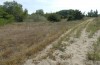 Euchorthippus pulvinatus: Habitat (Hungary, rkeny, August 2019) [N]