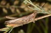 Euchorthippus pulvinatus: Male (Hungary, rkeny, August 2019) [N]