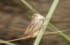 Euchorthippus elegantulus: Male (S-France, Argeles-Plage, October 2013) [N]