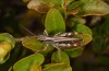 Chorthippus reissingeri: Male (Spain, Àger, Montsec d'Ares, mid-September 2021) [N]