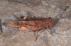 M�nnchen in rotbrauner Farbvariante (La Gomera)