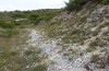Chorthippus rubratibialis: Habitat (Abruzzen, Gran Sasso, 900m, Ende September 2016) [N]