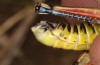 Podisma ruffoi: Male (Italy, Rieti, Monte Terminillo, late September 2023) [M]