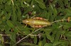 Podisma ruffoi: Female (Italy, Rieti, Monte Terminillo, late September 2023) [N]