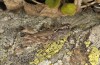 Chorthippus sampeyrensis: Männchen (oberhalb Pass Colle di Sampeyre, 2200m, Italien, August 2018) [N]