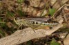 Stauroderus scalaris: Female (Pyrenees, Canigou, 1500m asl, October 2013) [N]