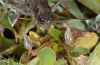 Gomphocerus sibiricus: Male frontal (Alpes-Maritimes, August 2011) [N]