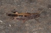 Aiolopus strepens: Männchen (Madeira, Encumeada, März 2013) [N]