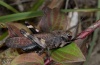 Psophus stridulus: Männchen (Ostalb, August 2012) [N]