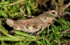 Psophus stridulus: Weibchen (Ostalb, Anfang Oktober 2012) [N]