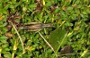 Podismopsis styriaca: Male (Austria, Styria, Zirbitzkogel, 1850m, late August 2016) [N]