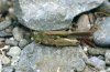 Aiolopus thalassinus: Imago