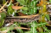 Aiolopus thalassinus: Braunes Weibchen (Madeira, Halbinsel Sao Lourenco, Mrz 2013) [N]