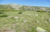 Arcyptera tornosi: Habitat at the puerto de Candeleda in about 2000m (Spain, Avila, Sierra de Gredos, Hoyos del Espino, late June 2025) [N]
