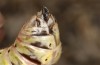 Italopodisma trapezoidalis: Weibchen (Campocatino N Frosinone, Ende September 2023) [M]