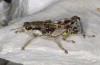Italopodisma trapezoidalis: Männchen (Campocatino N Frosinone, Ende September 2023) [N]