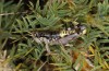 Peripodisma tymphii: Male (Greece, Epirus, Mount Tymfi, Astraka Refuge, 1950m, late July 2025) [N]