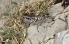 Peripodisma tymphii: Female (Greece, Epirus, Mount Tymfi, Astraka Refuge, 1950m, late July 2025) [N]