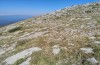 Peripodisma tymphii: Habitat (N-Greece, Epirus, Tymfi, Astraka Hut, late July 2025) [N]