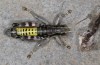 Peripodisma tymphii: Male (Greece, Epirus, Mount Tymfi, Astraka Refuge, 1950m, late July 2025) [N]