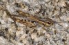 Omocestus uhagonii: Weibchen (Spanien, Sierra de Gredos, oberhalb Plataforma de Gredos, 2200m, Mitte Oktober 2021) [N]