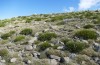 Omocestus uhagonii: Habitat (Spanien, Sierra de Gredos, oberhalb von Serranillos, 2000m, Mitte Oktober 2021) [N]