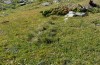Stenobothrus ursulae: Habitat (N-Italy, Aosta, Pila, Lac de Chamolé, August 2018) [N]